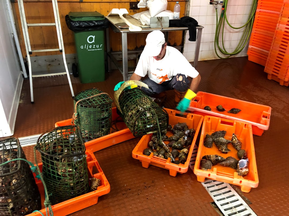 Fisherman sorting the day's catch at Portinho da Arrifana