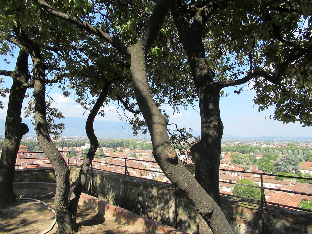 Holm oak trees on top of Torre Guinigi in Lucca