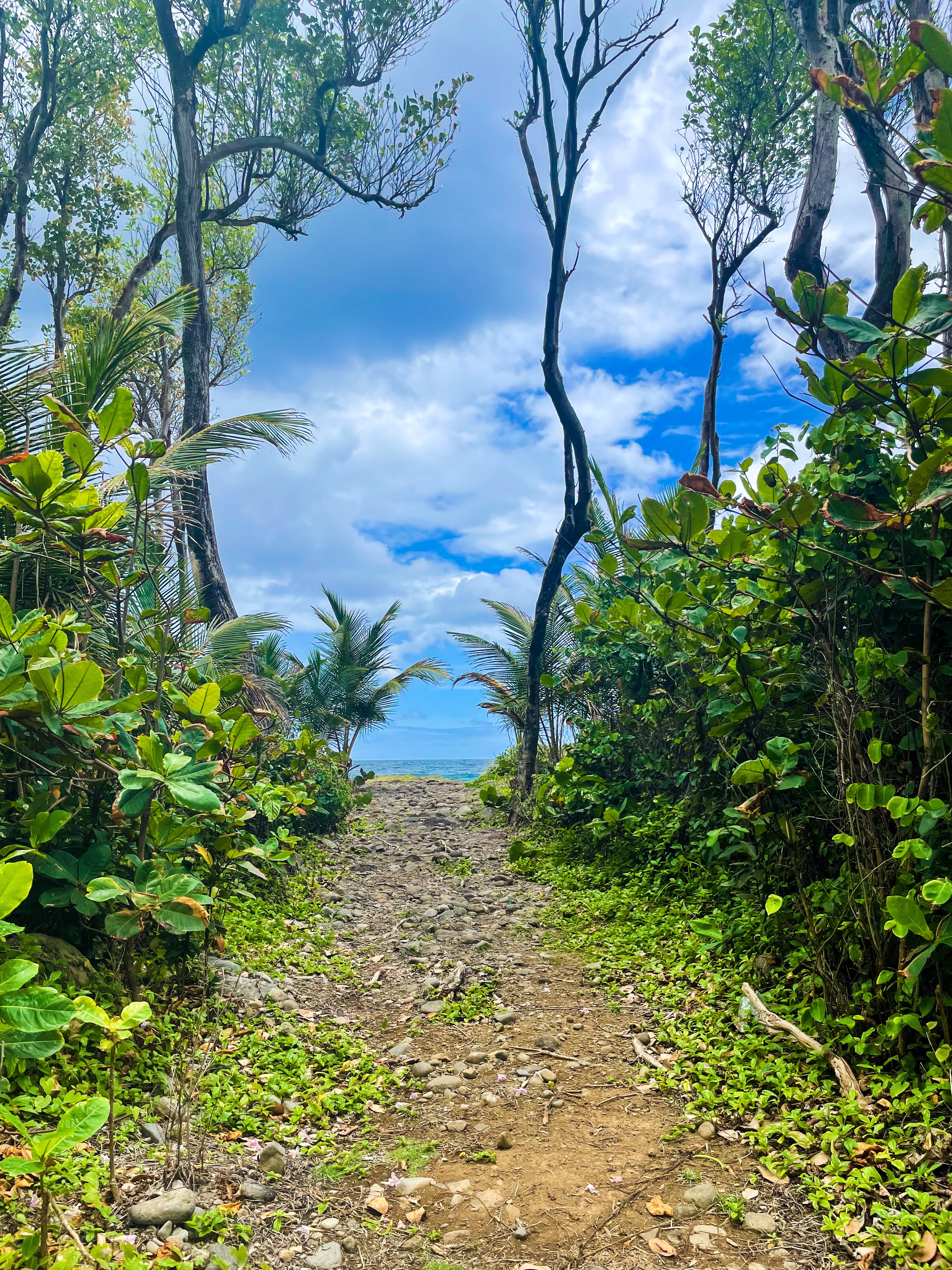 A rainforest path opening onto the sea in Dominica
