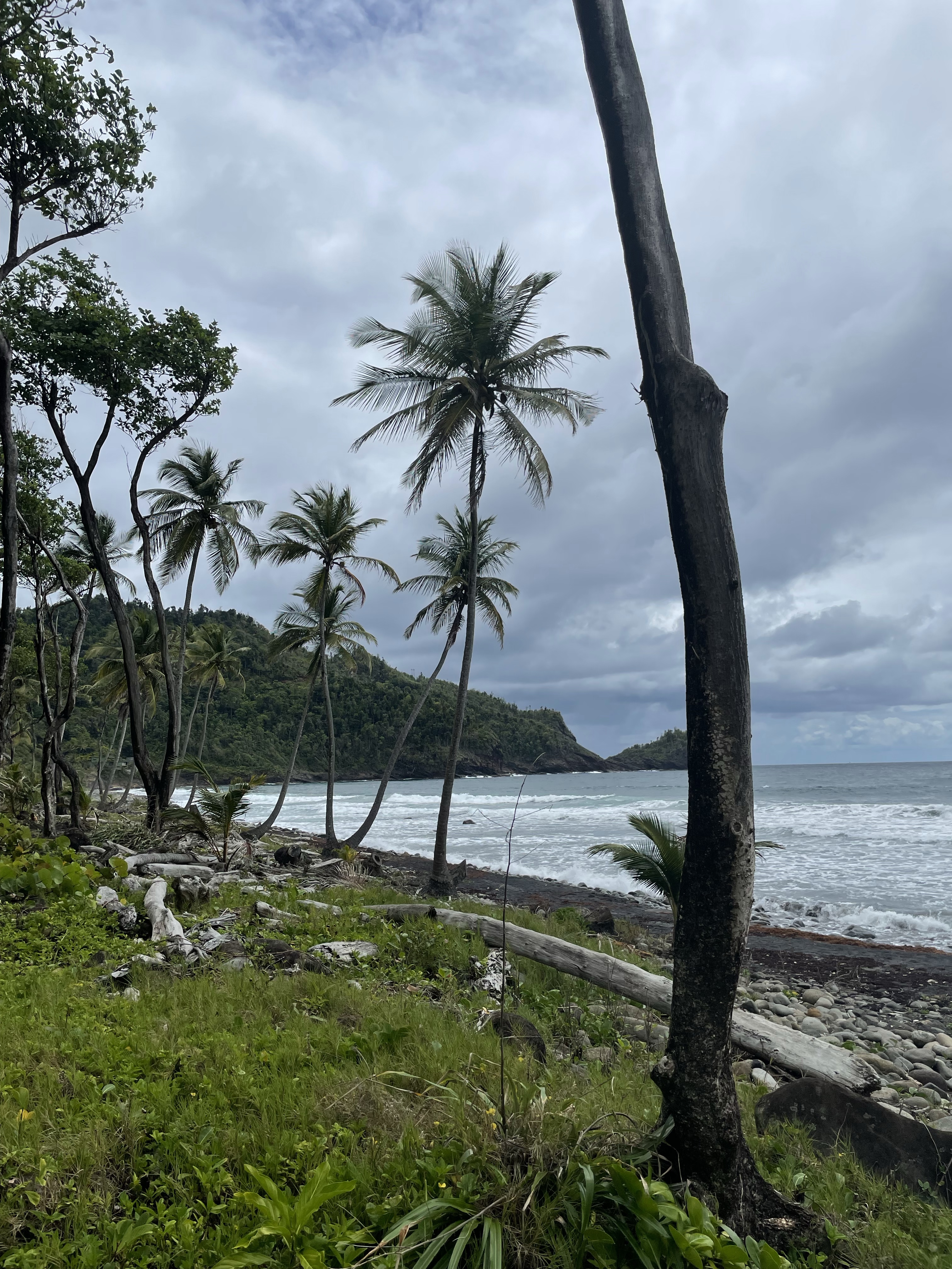 Palm trees above a rocky beach in Dominica