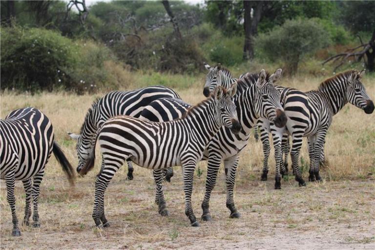 Zebras grazing on the savanna on safari in Tanzania
